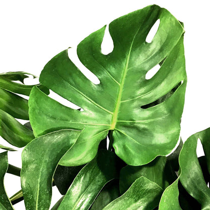 Monstera, 10in, Deliciosa