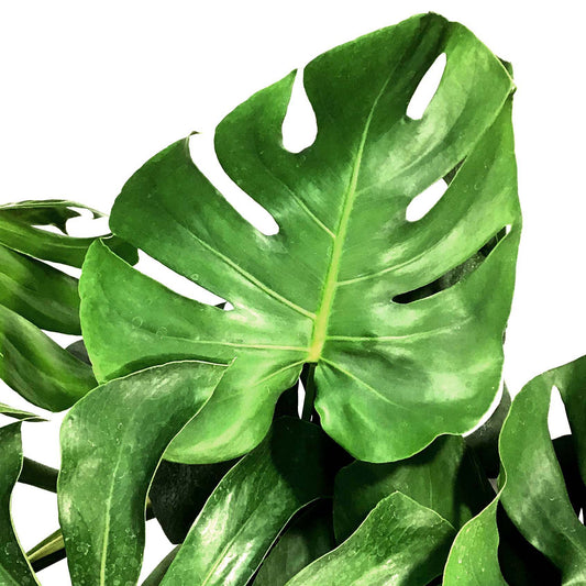 Monstera, 10in, Deliciosa