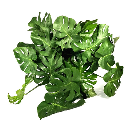 Monstera, 10in, Deliciosa