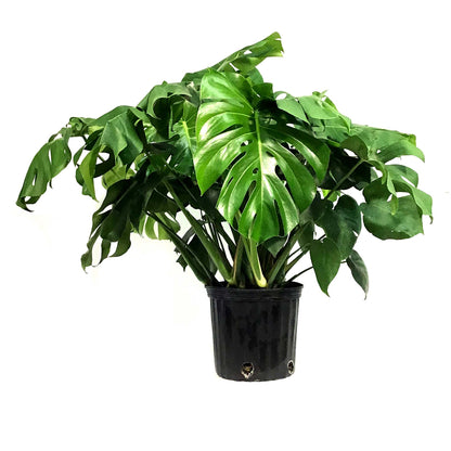 Monstera, 10in, Deliciosa