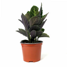 Load image into Gallery viewer, Calathea, 6in, Maui Queen - Floral Acres Greenhouse &amp; Garden Centre
