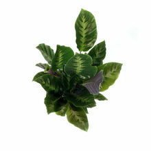 Load image into Gallery viewer, Calathea, 6in, Maui Queen - Floral Acres Greenhouse &amp; Garden Centre
