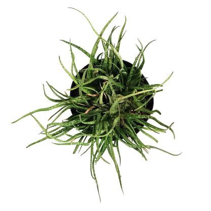 Aloe, 8in, Snow Queen