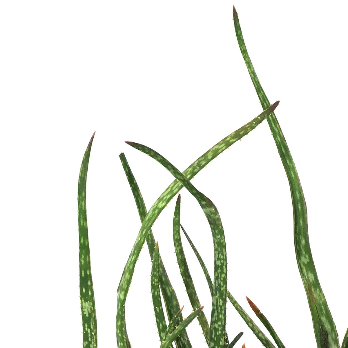 Aloe, 8in, Snow Queen