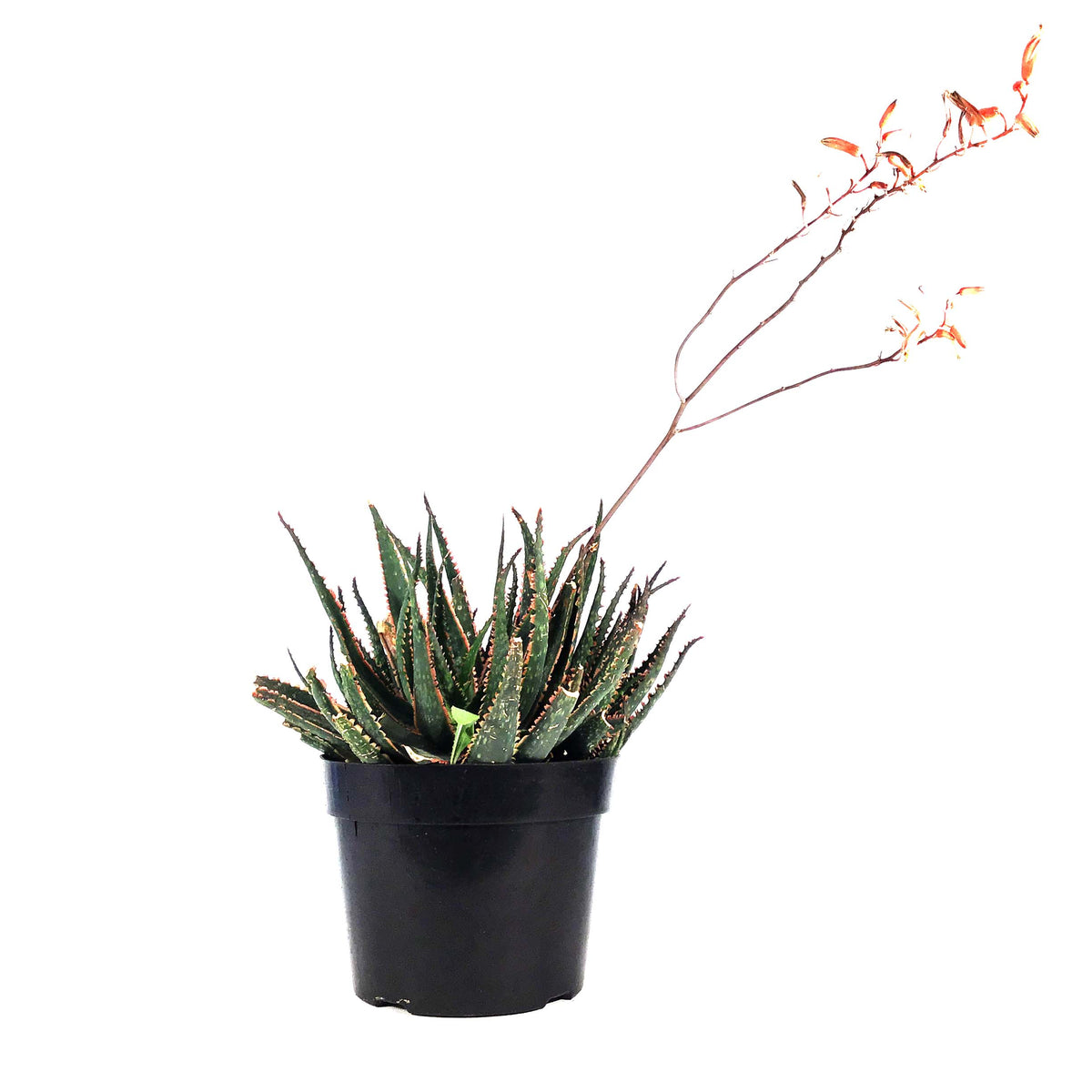 Coral Fire Aloe, 8in