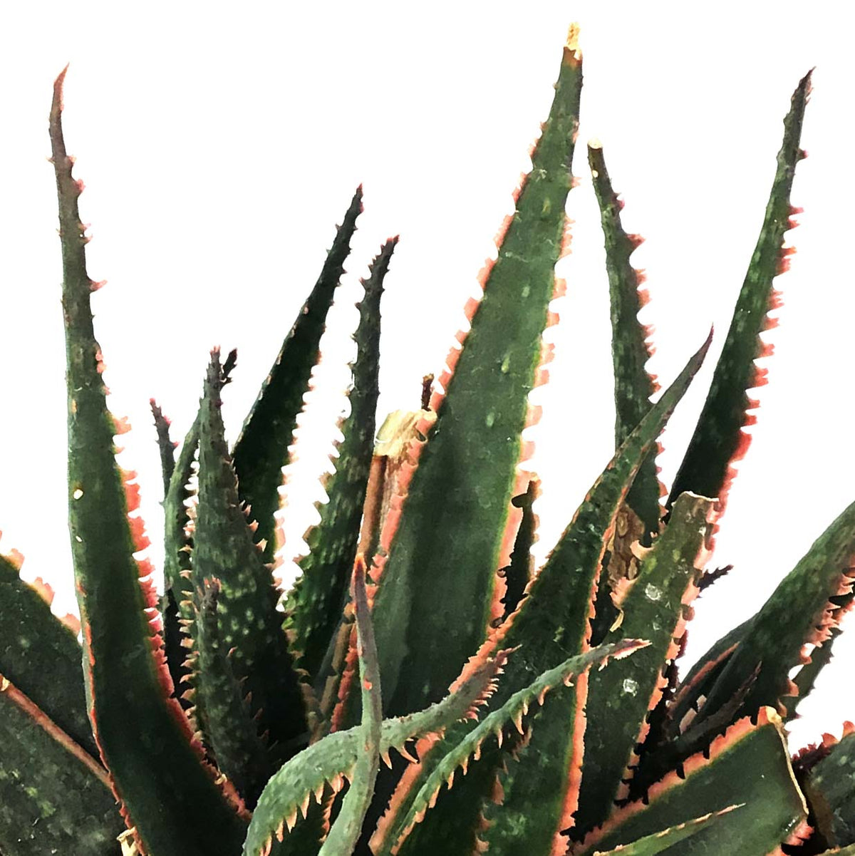 Coral Fire Aloe, 8in