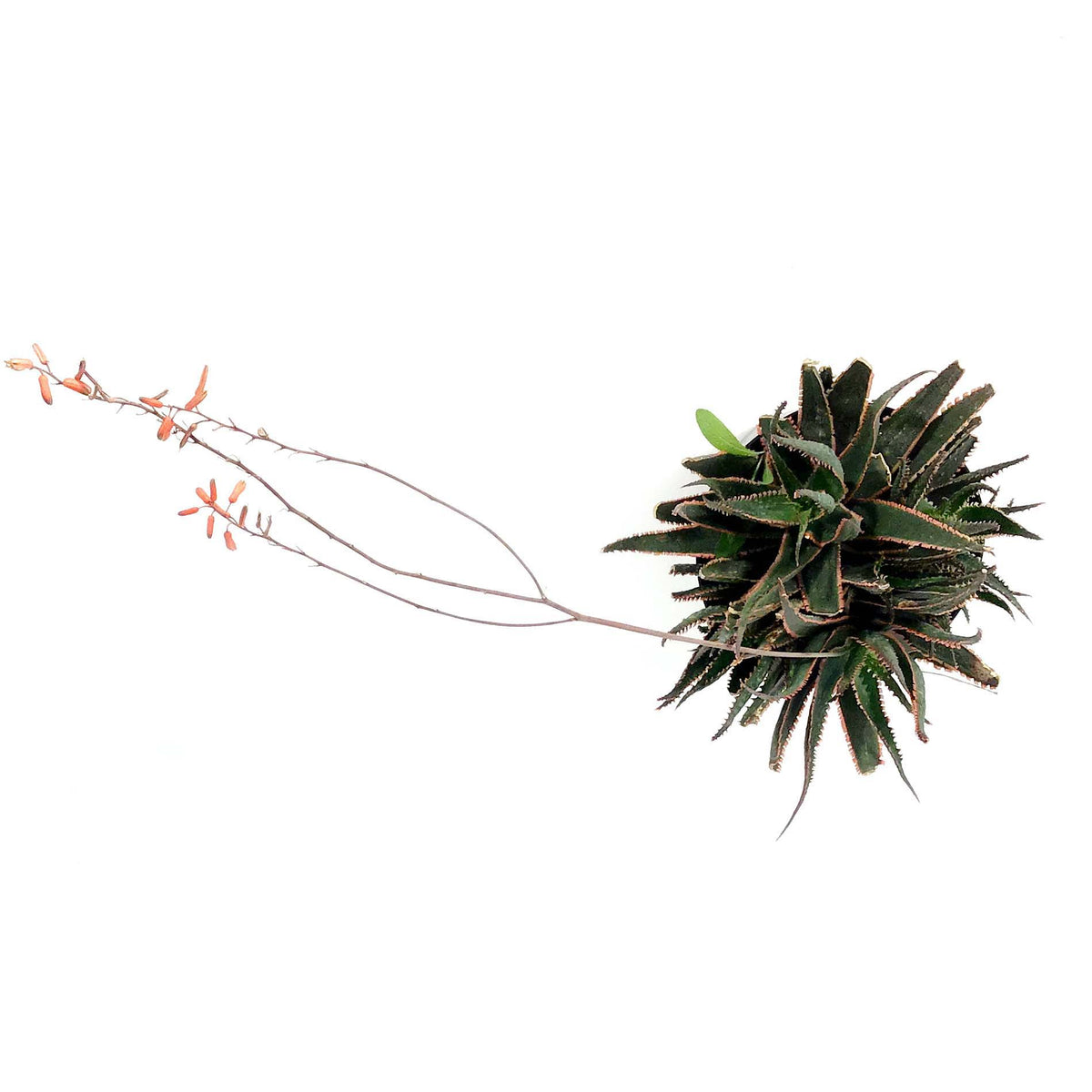 Coral Fire Aloe, 8in