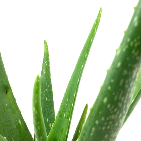 Aloe Vera, 6in - Floral Acres Greenhouse & Garden Centre