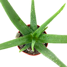 Load image into Gallery viewer, Aloe Vera, 6in - Floral Acres Greenhouse &amp; Garden Centre

