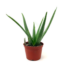 Load image into Gallery viewer, Aloe Vera, 6in - Floral Acres Greenhouse &amp; Garden Centre
