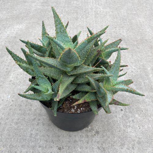 Purple People Eater Aloe, 8in - Floral Acres Greenhouse & Garden Centre