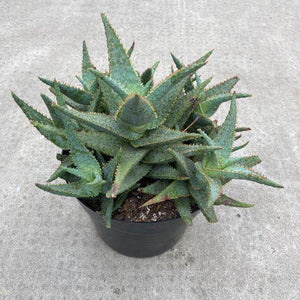 Purple People Eater Aloe, 8in - Floral Acres Greenhouse & Garden Centre