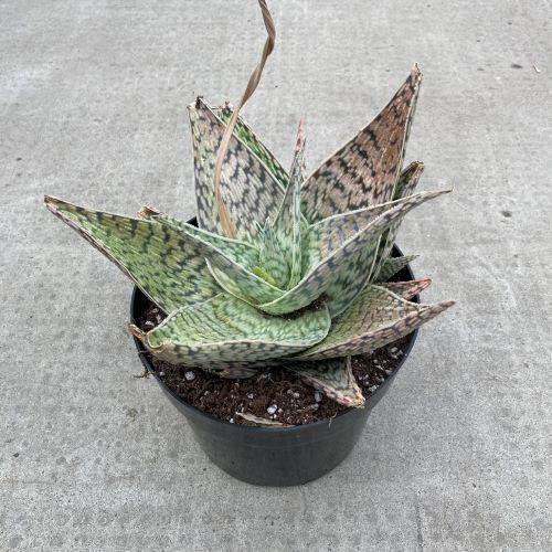 Delta Dawn Aloe, 8in - Floral Acres Greenhouse & Garden Centre