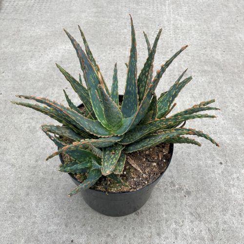 Aloe, 8in, Neon Nici - Floral Acres Greenhouse & Garden Centre