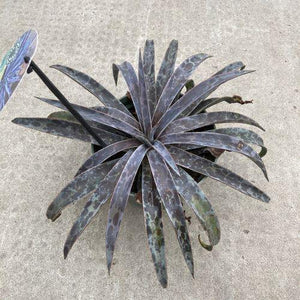 Mangave, 6in, Moonglow - Floral Acres Greenhouse & Garden Centre