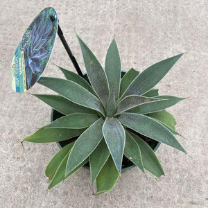 Mangave, 6in, Lavender Lady - Floral Acres Greenhouse & Garden Centre