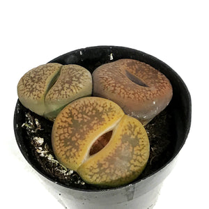 Succulent, 2in, Lithops Living Stone