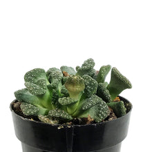 Load image into Gallery viewer, Succulent, 2in, Concrete Leaf
