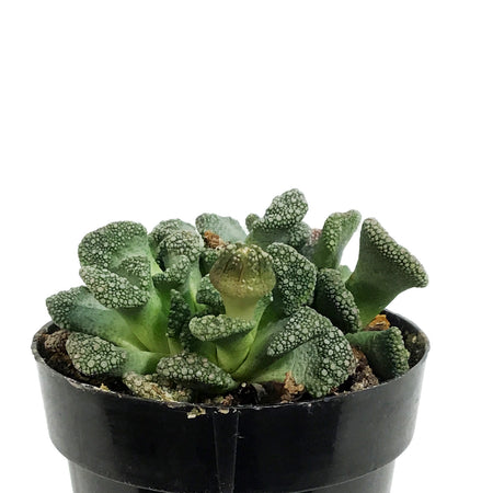 Succulent, 2in, Concrete Leaf