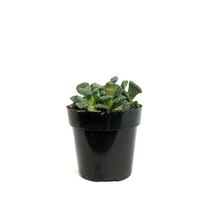 Succulent, 2in, Concrete Leaf