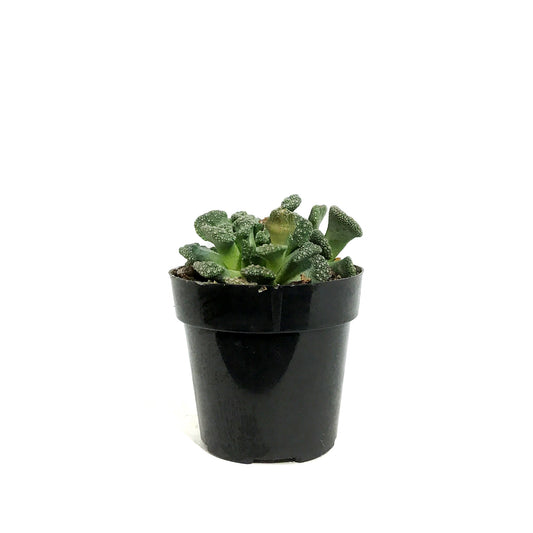 Succulent, 2in, Concrete Leaf