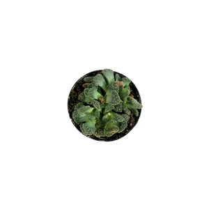 Succulent, 2in, Concrete Leaf