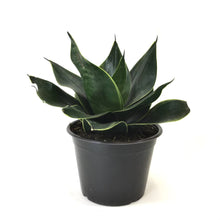 Load image into Gallery viewer, Sansevieria, 6in, Star Power, Jade Star
