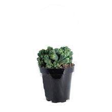 Load image into Gallery viewer, Cactus, 9cm, Cereus f. monstrose &#39;Ming Thing&#39;
