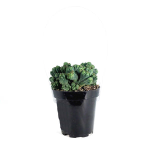 Cactus, 9cm, Cereus f. monstrose 'Ming Thing'