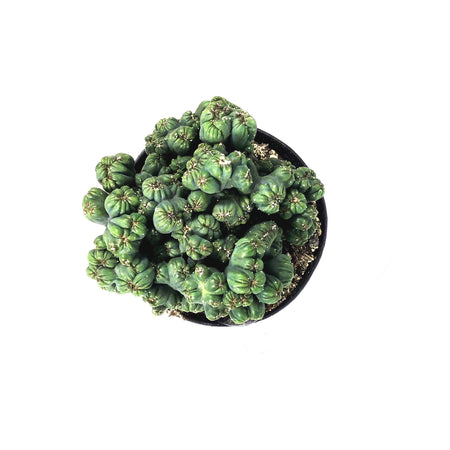 Cactus, 9cm, Cereus f. monstrose 'Ming Thing'