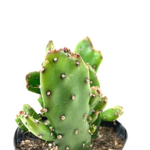 Load image into Gallery viewer, Cactus, 9cm, Opuntia Monacantha &#39;Joseph&#39;s Coat&#39; - Floral Acres Greenhouse &amp; Garden Centre
