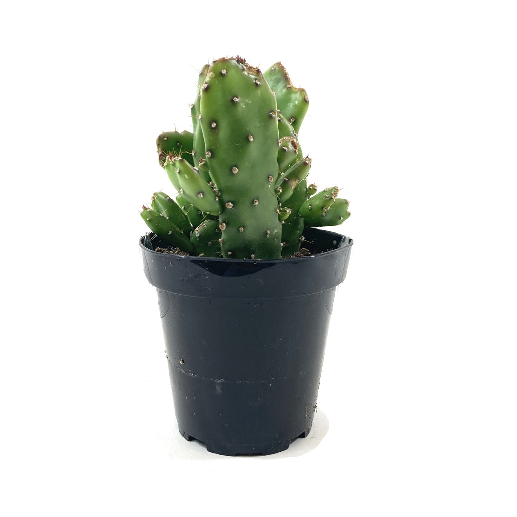 Cactus, 9cm, Opuntia Monacantha 'Joseph's Coat' - Floral Acres Greenhouse & Garden Centre