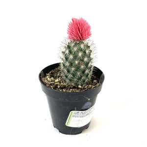 Cactus, 9cm, with Strawflower, Assorted - Floral Acres Greenhouse & Garden Centre