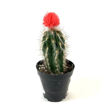Load image into Gallery viewer, Cactus, 9cm, with Strawflower, Assorted - Floral Acres Greenhouse &amp; Garden Centre
