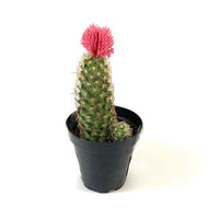 Cactus, 9cm, with Strawflower, Assorted - Floral Acres Greenhouse & Garden Centre