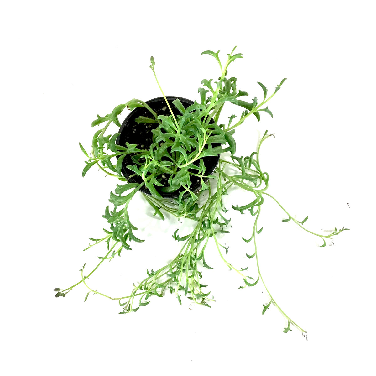 String of Dolphins, 4in, Senecio peregrinus