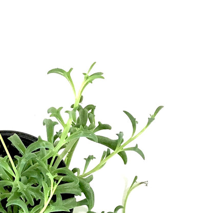 String of Dolphins, 4in, Senecio peregrinus