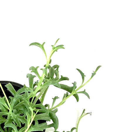 String of Dolphins, 4in, Senecio peregrinus