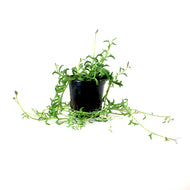 String of Dolphins, 4in, Senecio peregrinus