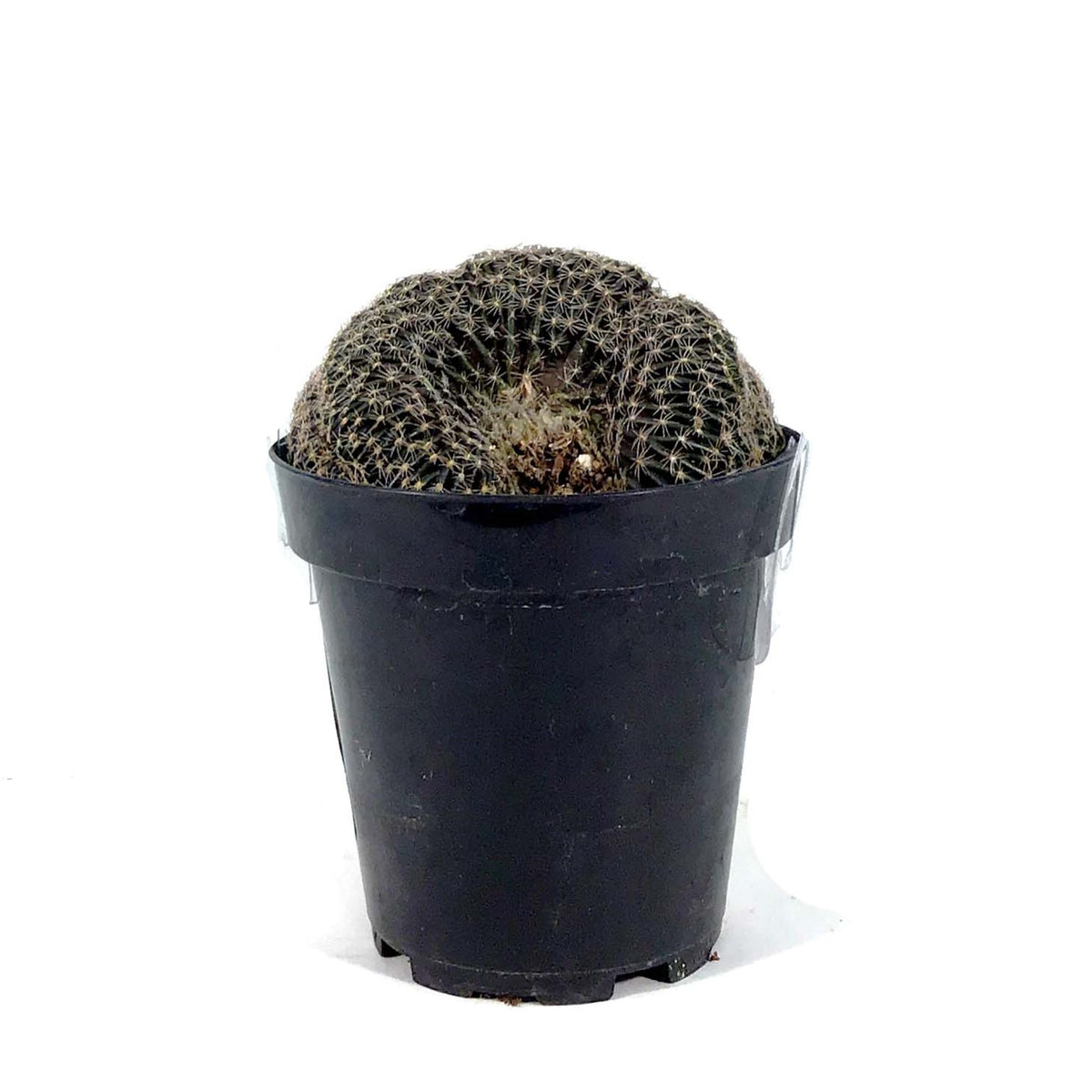 Cactus, 9cm, Lobivia Famatimensis Cristata - Floral Acres Greenhouse & Garden Centre