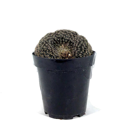 Cactus, 9cm, Lobivia Famatimensis Cristata - Floral Acres Greenhouse & Garden Centre