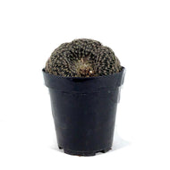 Cactus, 9cm, Lobivia Famatimensis Cristata - Floral Acres Greenhouse & Garden Centre