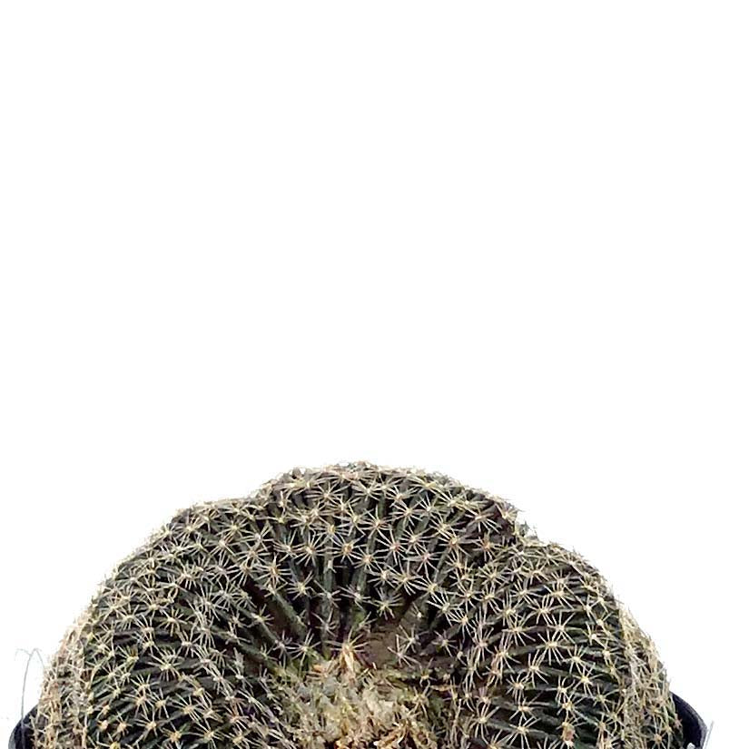 Cactus, 9cm, Lobivia Famatimensis Cristata - Floral Acres Greenhouse & Garden Centre
