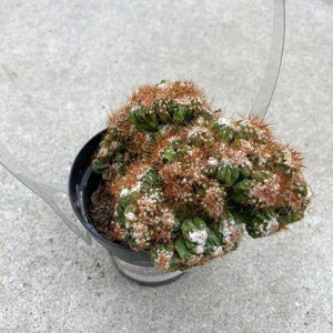 Cactus, 9cm, Petra, Monster Collection - Floral Acres Greenhouse & Garden Centre