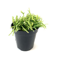 Cactus, 9cm, Rhipsalis Cereuscula - Floral Acres Greenhouse & Garden Centre