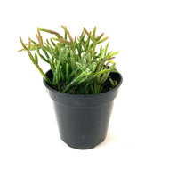 Cactus, 9cm, Rhipsalis Neves-Armondii - Floral Acres Greenhouse & Garden Centre
