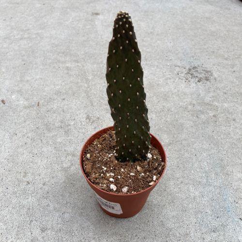 Cactus, 4in, Opuntia - Floral Acres Greenhouse & Garden Centre