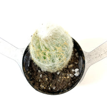 Load image into Gallery viewer, Cactus, 2.5in, Peruvian Old Lady - Floral Acres Greenhouse &amp; Garden Centre
