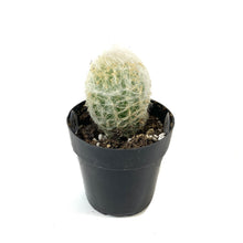 Load image into Gallery viewer, Cactus, 2.5in, Peruvian Old Lady - Floral Acres Greenhouse &amp; Garden Centre
