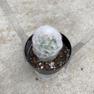 Cactus, 2.5in, Peruvian Old Lady - Floral Acres Greenhouse & Garden Centre